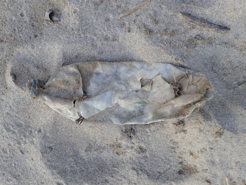 liegengelassene PET-Flasche im Sand