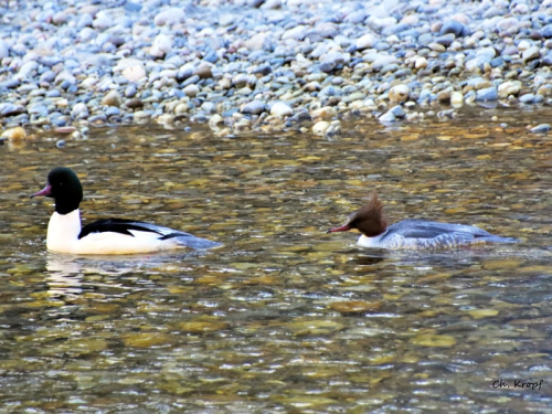 Bild von 2 Gänsensänger