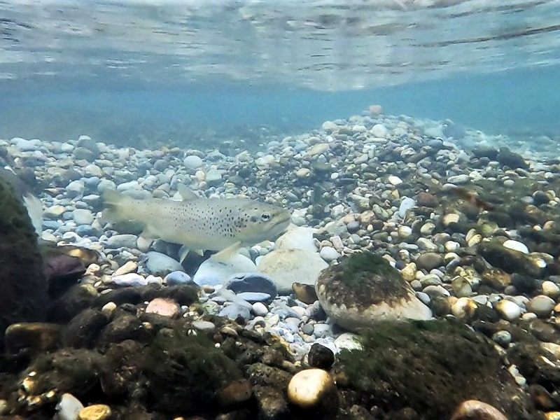 Laichengrube unter Wasser