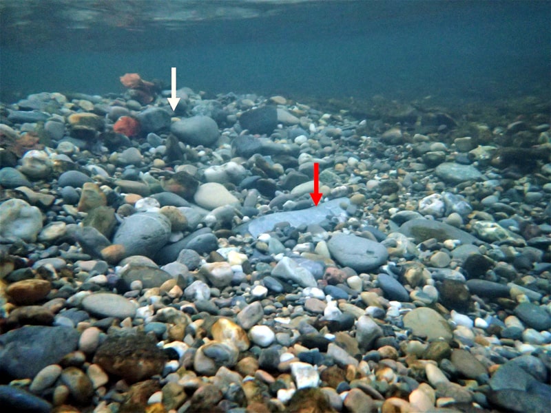 Laichengrube unter Wasser mit Erklärung