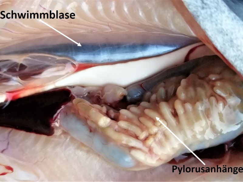 schimmblase