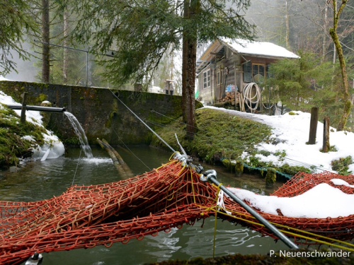 muttertieranlage