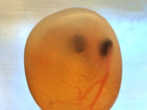 ei